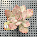 Echeveria 'Hanaikada' Mosaic Variegated 2" (100% Grown In House) Succulent Plant