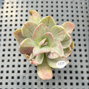 Echeveria 'Hanaikada' Mosaic Variegated 2" (100% Grown In House) Succulent Plant