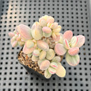 Cotyledon 'Orbiculata' Variegated 2"-3" Succulent Plant