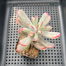 Cotyledon Orbiculata var. orbiculata Variegated 2"-3" Succulent Plant