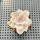 Graptopetalum 'Purple Delight' Variegated 1"-2" Succulent Plant