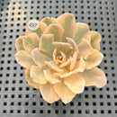Echeveria 'Saffron' Variegated 2"-3" Succulent Plant