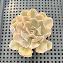 Echeveria 'Saffron' Variegated 2"-3" Succulent Plant