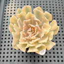 Echeveria 'Saffron' Variegated 2"-3" Succulent Plant