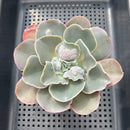 Echeveria 'White Speed Bump' 3"-4" Succulent Plant