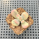 Cotyledon 'Orbiculata' Variegated 1" Succulent Plant