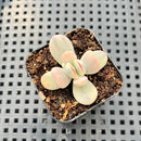 Cotyledon 'Orbiculata' Variegated 1" Succulent Plant