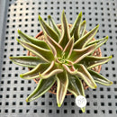 Echeveria Lutea 2"-3" (100% Grown In House) Succulent Plant