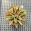 Echeveria Lutea 2"-3" (100% Grown In House) Succulent Plant