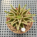 Echeveria Lutea 2"-3" (100% Grown In House) Succulent Plant