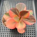 Echeveria 'Primadonna' Variegated 2"-3" (100% Grown In House) Succulent Plant