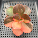 Echeveria 'Primadonna' Variegated 2"-3" (100% Grown In House) Succulent Plant