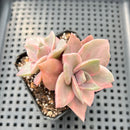 Graptopetalum 'Bainesii' Variegated 2"-3" Succulent Plant