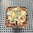Echeveria 'Cubic Frost' Variegated 2" Succulent Plant