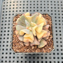 Echeveria 'Cubic Frost' Variegated 2" Succulent Plant