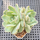 Echeveria sp. Monstrose/Variegated 2" Succulent Plant