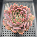 Echeveria 'Yasmin' 3"-4" Succulent Plant