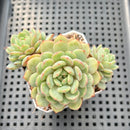 Echeveria 'Geumjak' Cluster 3" Succulent Plant