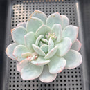 Echeveria 'Ivory' 3"-4" Succulent Plant
