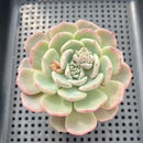 Echeveria Hybrid sp. 3"-4" Succulent Plant