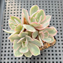 Echeveria 'Secunda' Variegated Cluster 2"-3" Succulent Plant