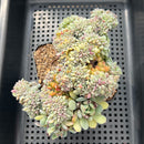 Echeveria 'Juliana Pink' Crested Cluster 5"-6" Succulent Plant