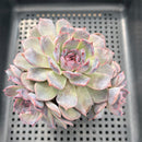 Echeveria 'Purple Oranda' Cluster 4"-5" Succulent Plant