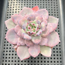 Echeveria Hybrid sp. 3" (Unusual Specimen) Succulent Plant