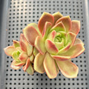 Echeveria 'Charmander' 2"-3" Flower Village Original Hybrid Succulent Plant
