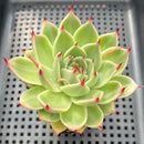 Echeveria 'Toscanelli' 3" Succulent Plant