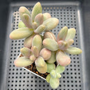 Pachysedum 'Ganzhou' 3"-4" Succulent Plant