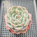 Echeveria 'Lychee Powder' 2"-3" Succulent Plant