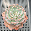 Echeveria 'Lychee Powder' 2"-3" Succulent Plant