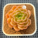 Echeveria 'Finesse 2"-3" Succulent Plant Cutting