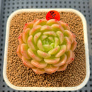 Echeveria 'Finesse 2"-3" Succulent Plant Cutting
