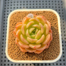 Echeveria 'Finesse 2"-3" Succulent Plant Cutting