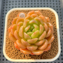 Echeveria 'Finesse 2"-3" Succulent Plant Cutting