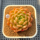 Echeveria 'Finesse 2"-3" Succulent Plant Cutting