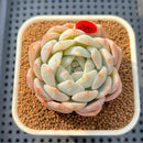 Echeveria 'Orange Monroe' 2" Succulent Plant Cutting
