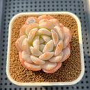 Echeveria 'Orange Monroe' 2" Succulent Plant Cutting
