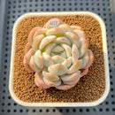 Echeveria 'Orange Monroe' 2" Succulent Plant Cutting