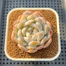 Echeveria 'Orange Monroe' 2" Succulent Plant Cutting