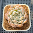 Echeveria 'Orange Monroe' 2" Succulent Plant Cutting