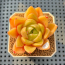 Echeveria 'Biella' 2" Succulent Plant Cutting