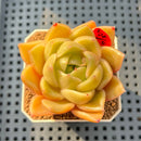 Echeveria 'Biella' 2" Succulent Plant Cutting