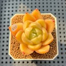 Echeveria 'Biella' 2" Succulent Plant Cutting
