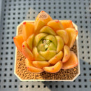 Echeveria 'Biella' 2" Succulent Plant Cutting