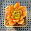 Echeveria 'Biella' 2" Succulent Plant Cutting