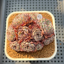 Echeveria 'Super Minima' Cluster 2"-3" Succulent Plant Cutting