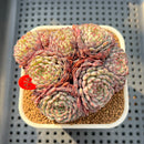 Echeveria 'Super Minima' Cluster 2"-3" Succulent Plant Cutting